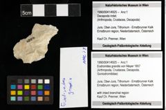 Foto (Objekt + Etiketten) von Eodromites grandis (von Meyer 1857) 